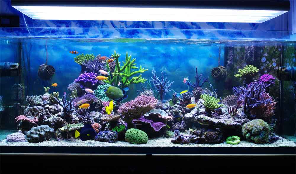 aquarium UV sterilizer