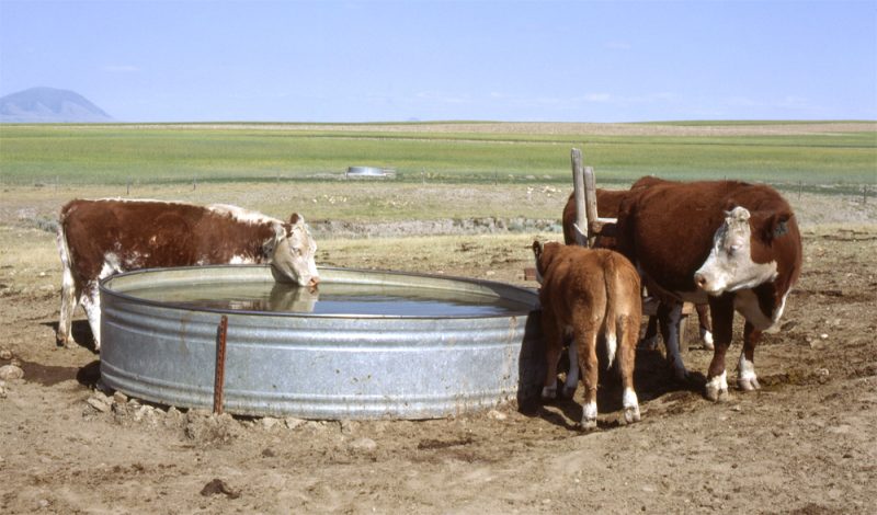 A Comparison of Common Livestock Water Treatment Methods - PURITOR.COM